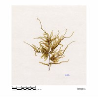 藏品(假絲帶苔)的圖片